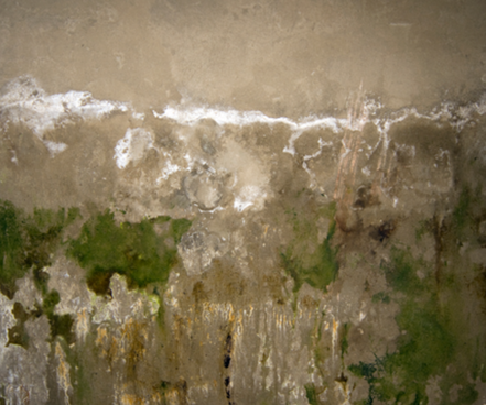 Mold, mildew, and water damage on basement wall